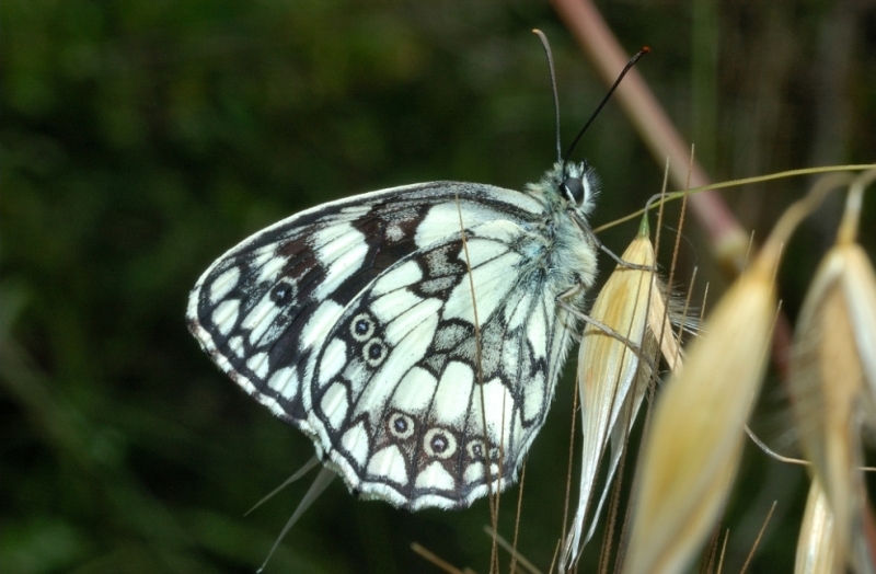 La natura a Ostia